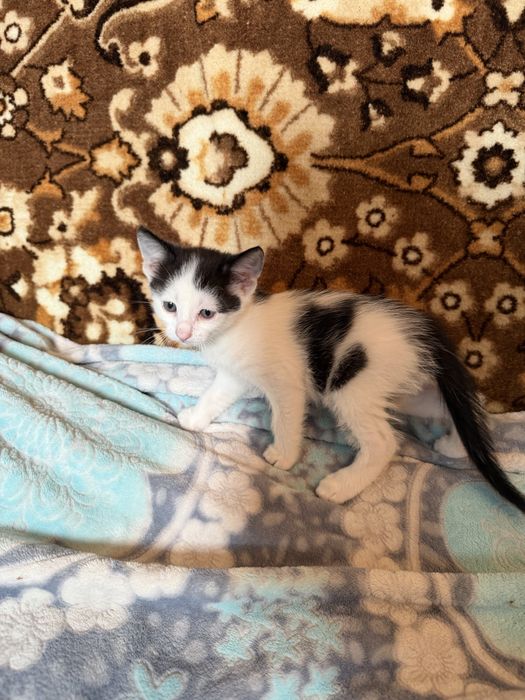 Кошенята шукають люблячу родину