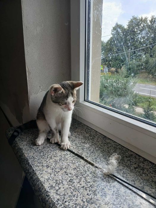 Laruś młody kocurek do adopcji