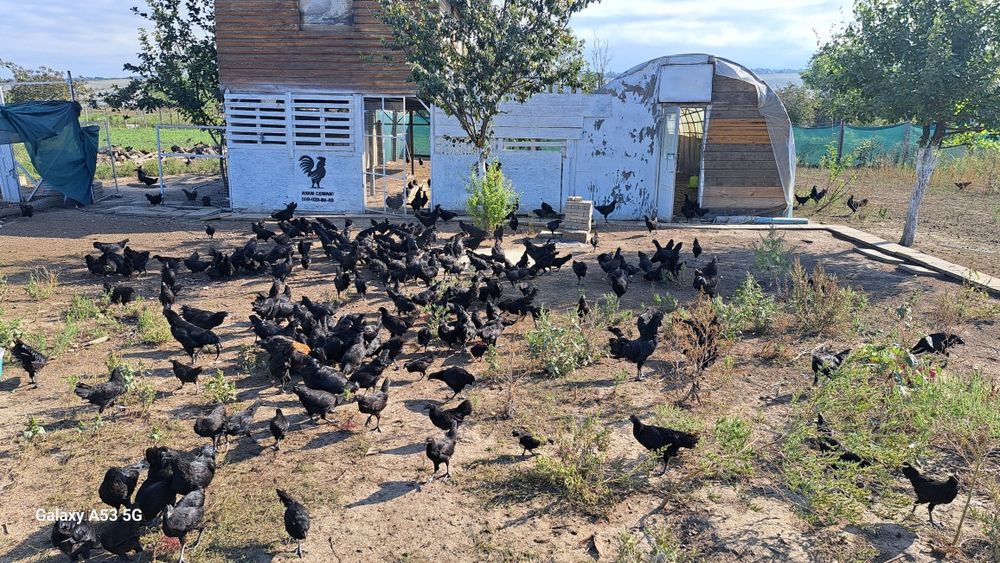 Подам чёрный кури