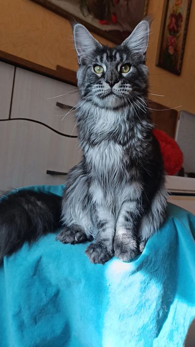 Котик породы Мейн Кун