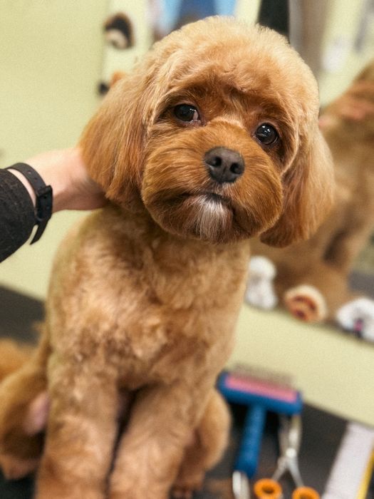 Грумінг тваринок