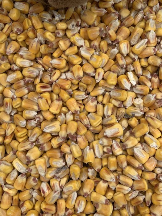 Продамо кукурудзу