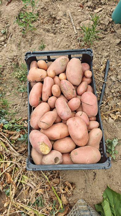 Ameixas e batatas