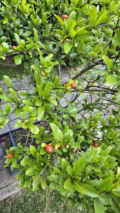 Granat - dwa drzewka