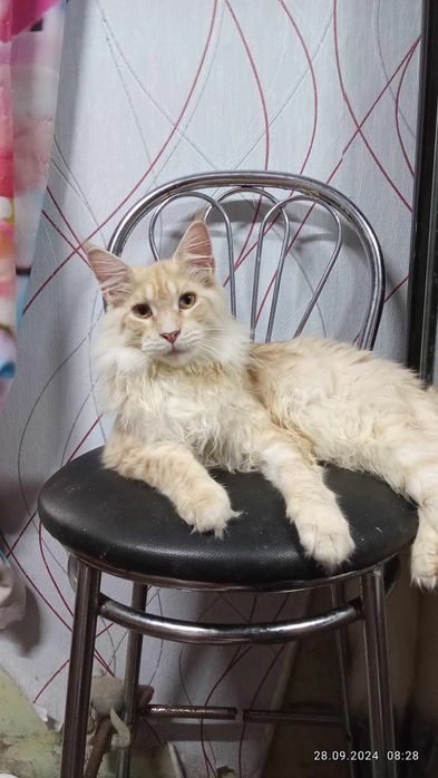 Котики Maine Coon