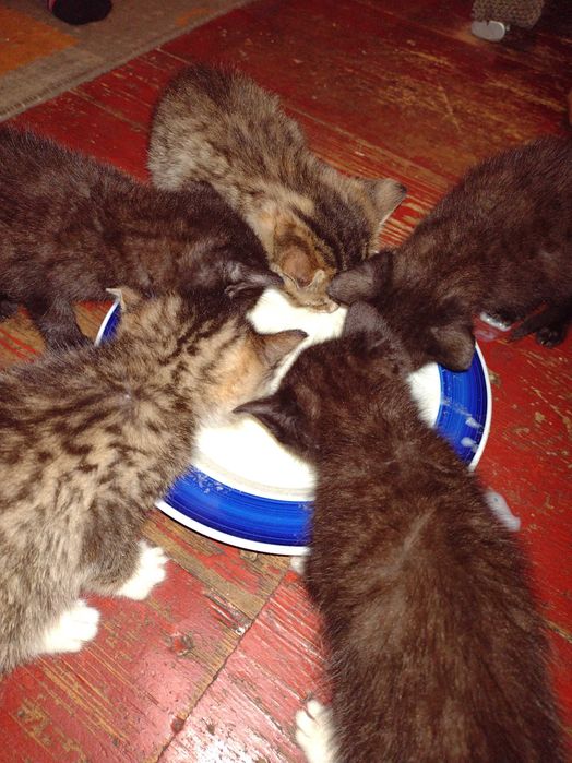 Oddam kotki w dobre ręce