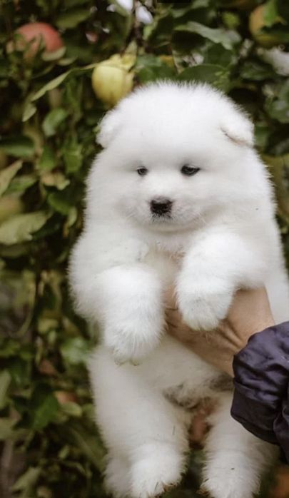 Samoyed  już do odbioru