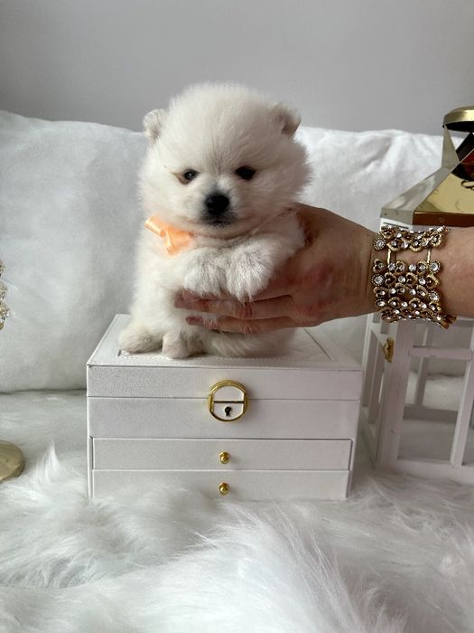 Померанські шпіци — Гарантовано закохаєтесь з першого погляду