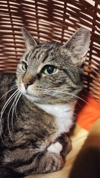 Papaja - spokojna, dorosła kotka szuka domu