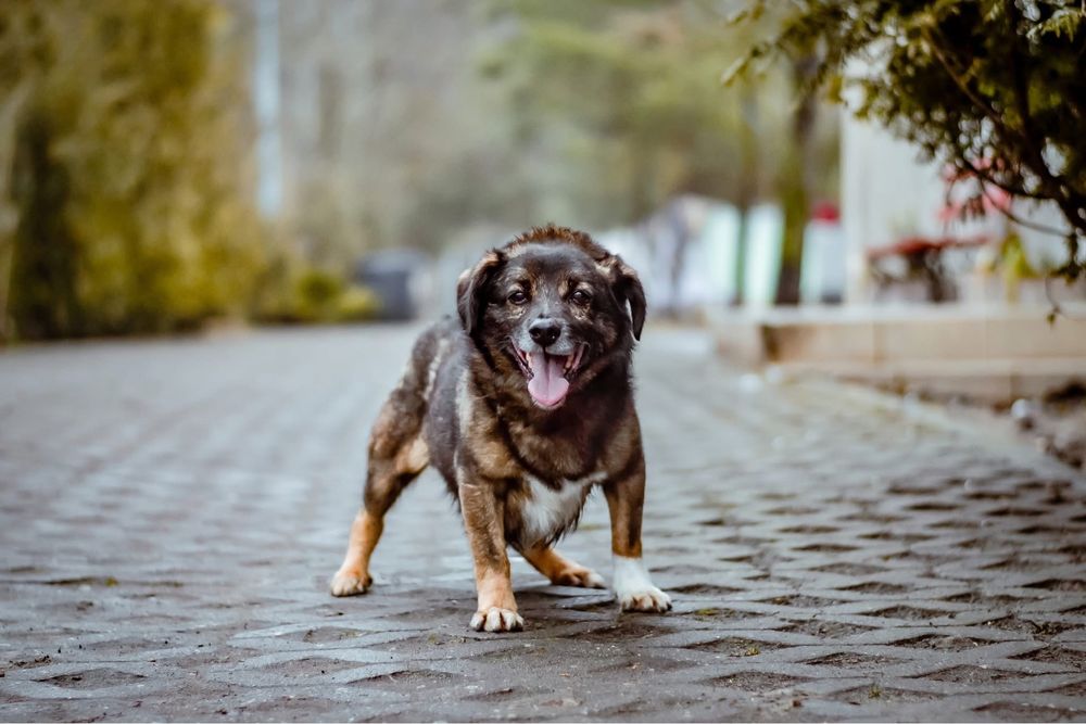Darwin- spokojny i cierpliwy dom poszukiwany dla lękowego psa-adopcja