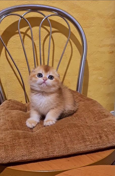 Самая красивая девочка ny12