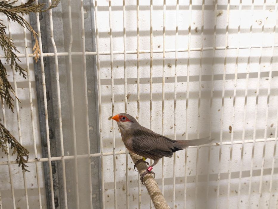 Bicos de lacre anilhados