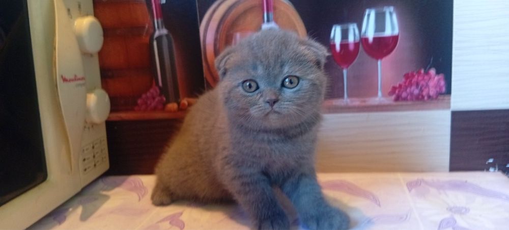 Котята британские вислоухие