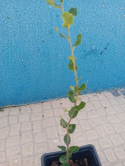 Sobreiro em vaso