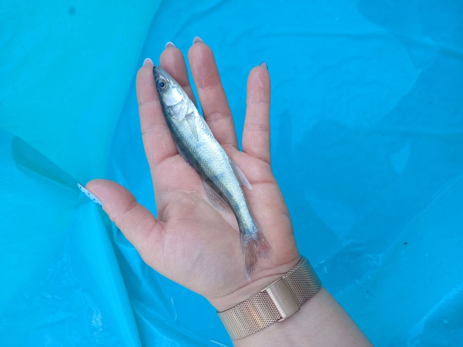 Sandacz 12-16cm  karp jesiotr palia