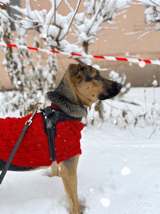 Кімі шукає родину