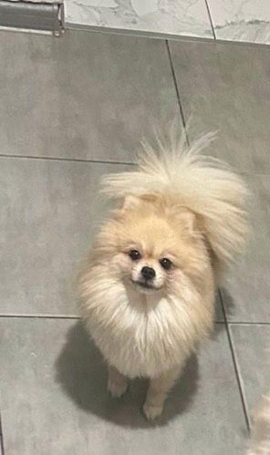 Дівчинка Померанський шпіц шукає родину.