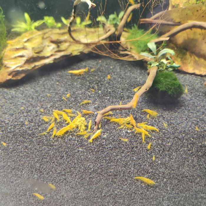 Krewetki yellow neocaridina