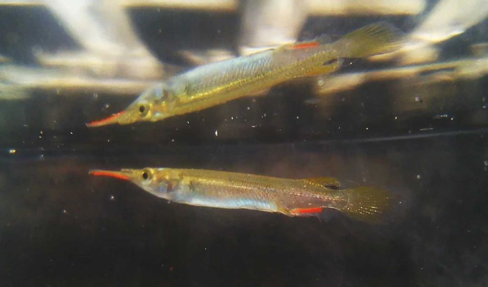 Agulhinha viviparo \ dermogenys pusilla