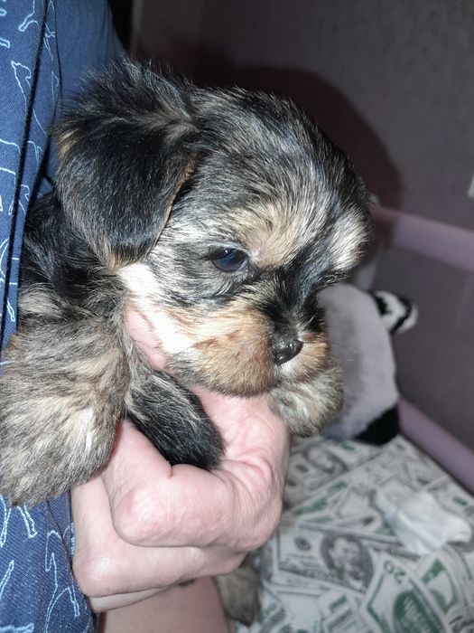 Йоршерский терьер щенки