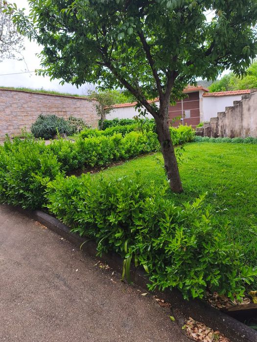 Serviço jardinagem