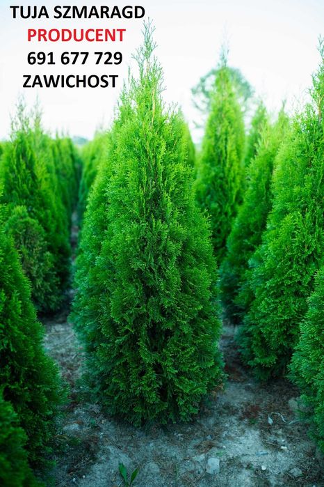 Tuja szmaragd 120cm 140cm tuia smaragd thuja Sadzimy