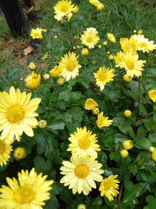 Садовые цветы хризантемы мультифлора, безвременник, лаванда, годжи и д