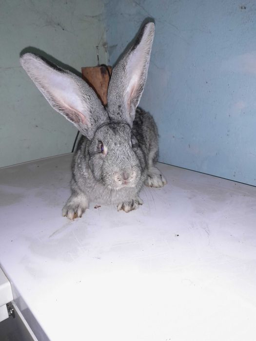 Olbrzym belgijski - samiec