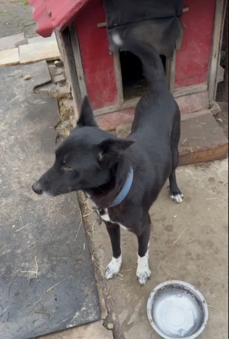 Цуценята хлопчики безкоштовно