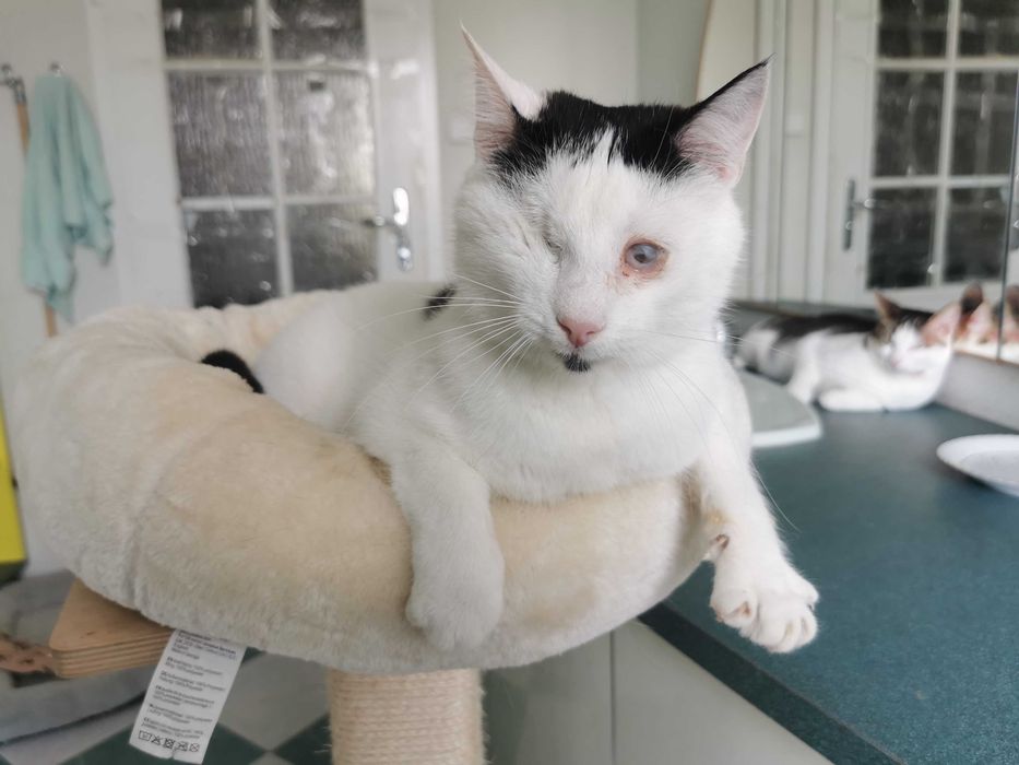 Ślepaczek Likier szuka domku