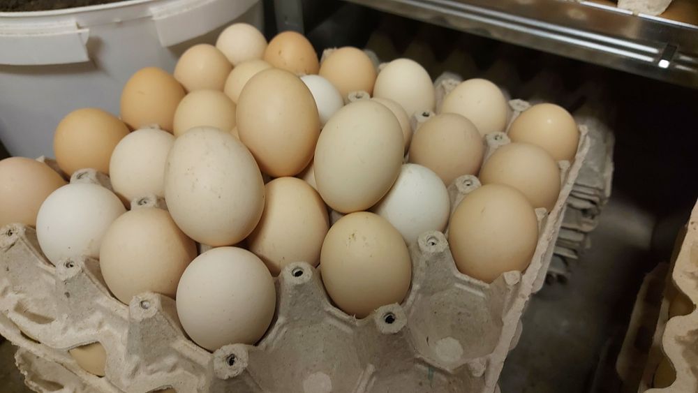 Jajka wiejskie 30 szt. 26zl