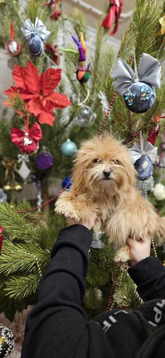 Мальтипушка 7мес