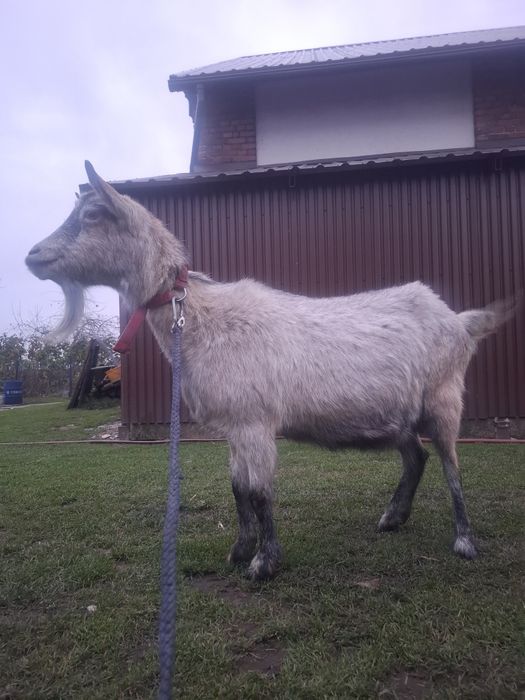 Sprzedam dorosłą kozę