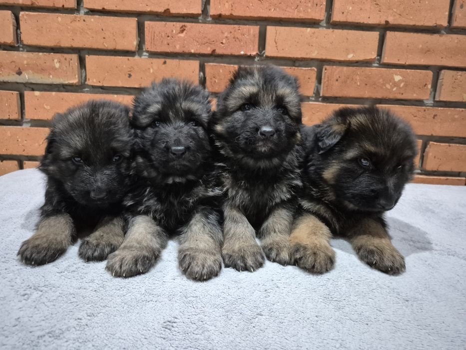 Owczarek NIemiecki Długowłosy