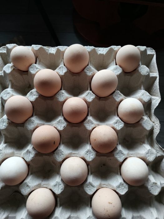 Яйце куряче для інкубатора