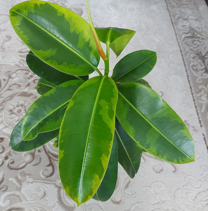 Фікус Септіка Голд Дошері Лайм