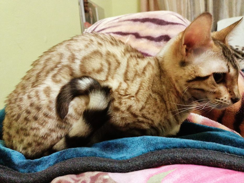 Бенгальские котята