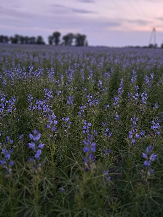 Łubin gorzki wąskolistny