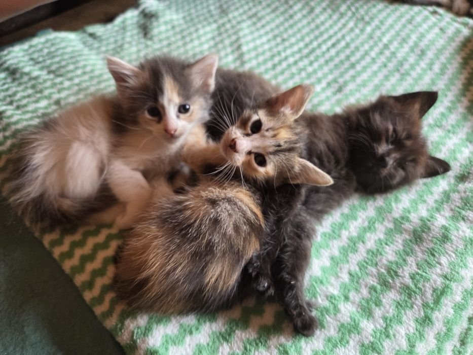 Vários gatinhos para adoção
