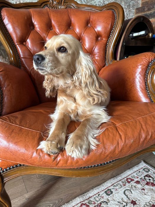 Кокер спаниель девочка 1,5 года