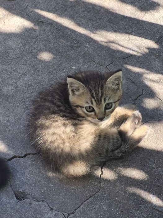 Отдам котят в хорошие и добрые руки Романково