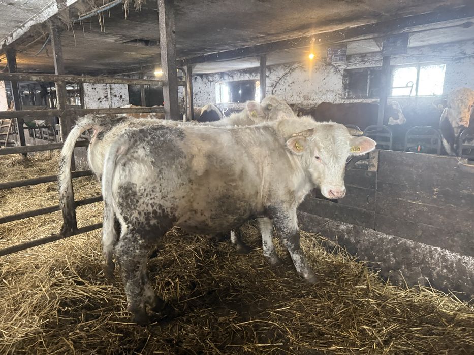 Byk na rozplodnika 100% charolaise