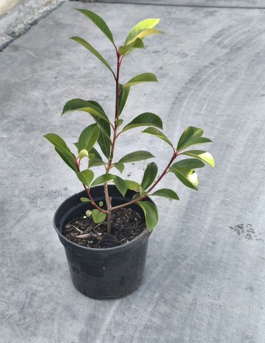 Photinias a 2,50€