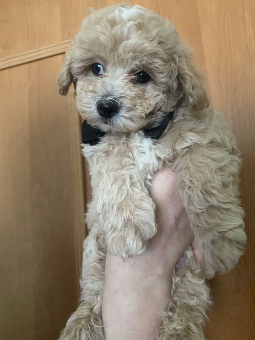 Мальтіпу ф1 хлопчик