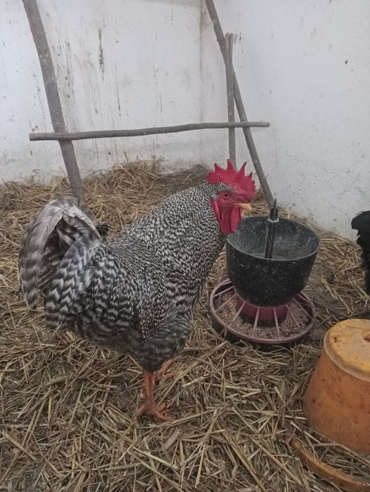 Kaczki i kaczory,kogut