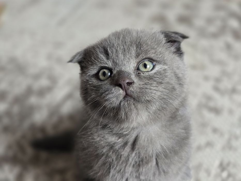 Шотландські кошенята