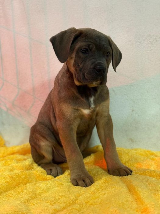 Cane corso fêmea