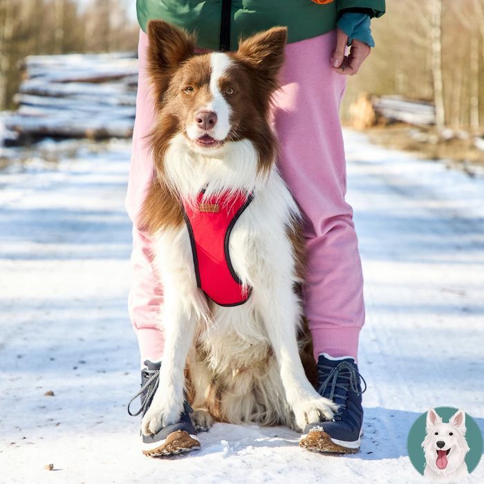 obroża materiałowa dla małego psa jamnik mops terrier s 15 mm kostki