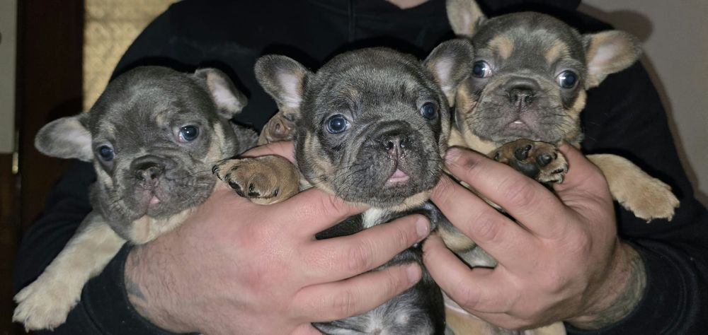 Bulldog frances compacto e lindo