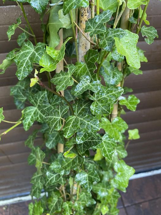 Bluszcz Hedera Helix 200-300cm